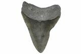 Fossil Megalodon Tooth - Georgia #338695-1